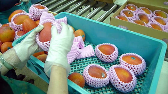 逐顆檢視芒果並套上蔬果網保護